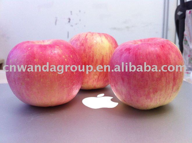 chinese yantai fresh red fuji apple