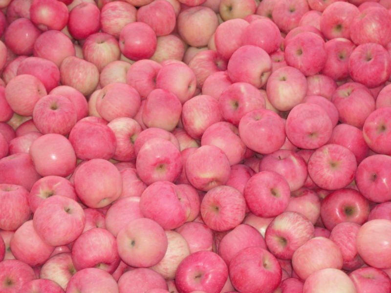red fuji apples