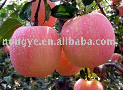 Gala apple