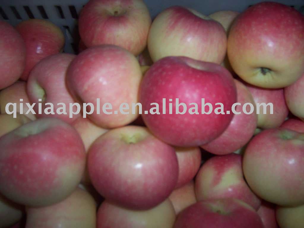 2010 red fresh fuji fruit apple