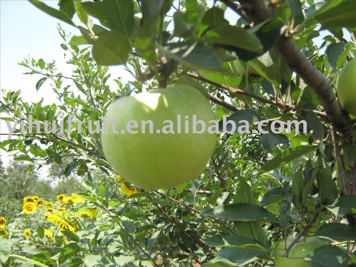 delicious and attractive fresh green apple fruit