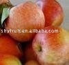 apples