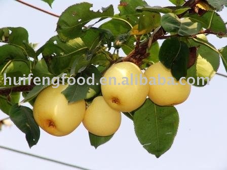 nice look and beautiful shape  fresh   golden  pear