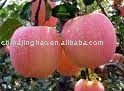  Fresh   Yantai    Apple 