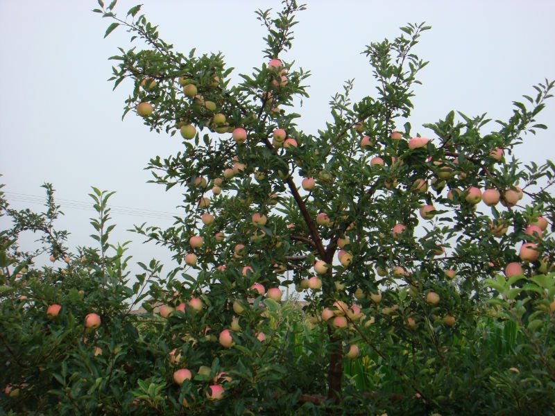 Shandong Gala Apples