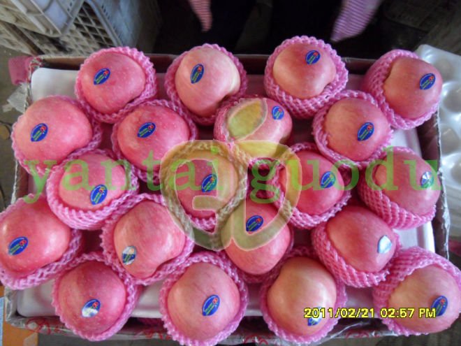 2011 yantai new fuji apple