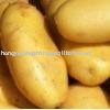 chinese  spring   potato 