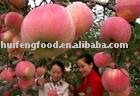 nice look fresh fuji apple