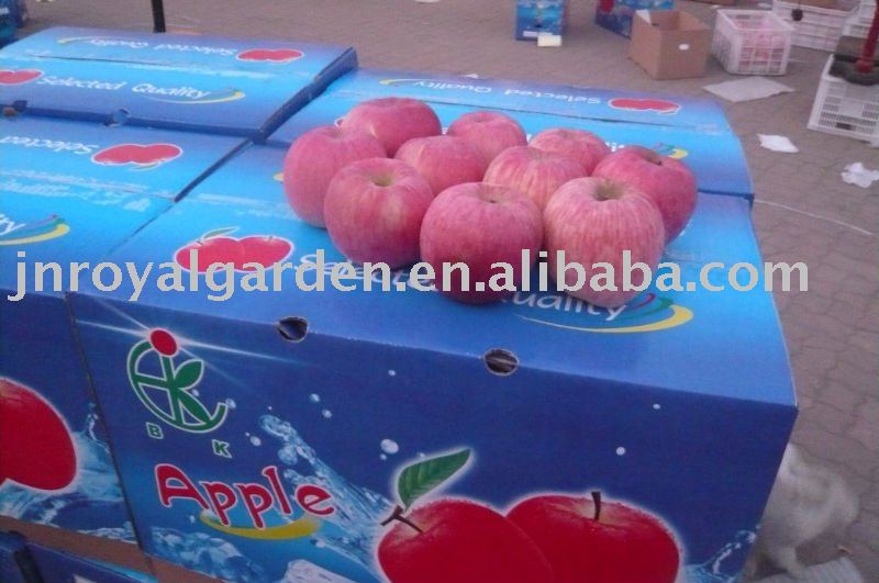 Chinese new crop Yantai Fuji apple