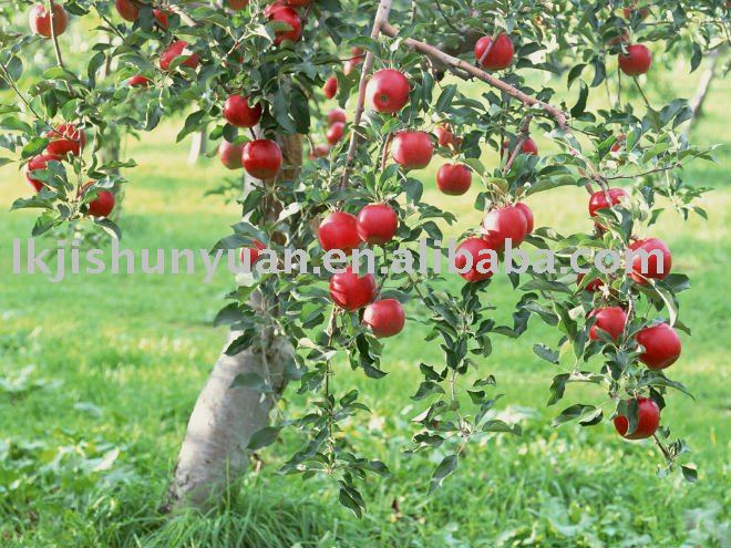 famous brand red fuji  apple 