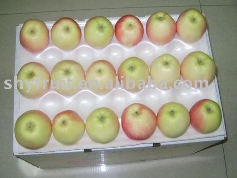 supply shaanxi gala apple