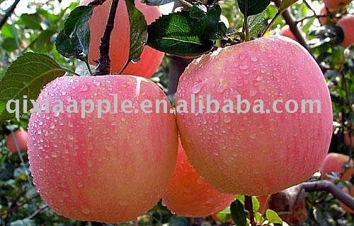 2010 red fresh fuji apple fruit