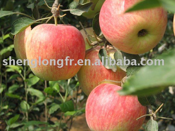 Fresh Chinese Fuji Apple--Juicy And Crispy