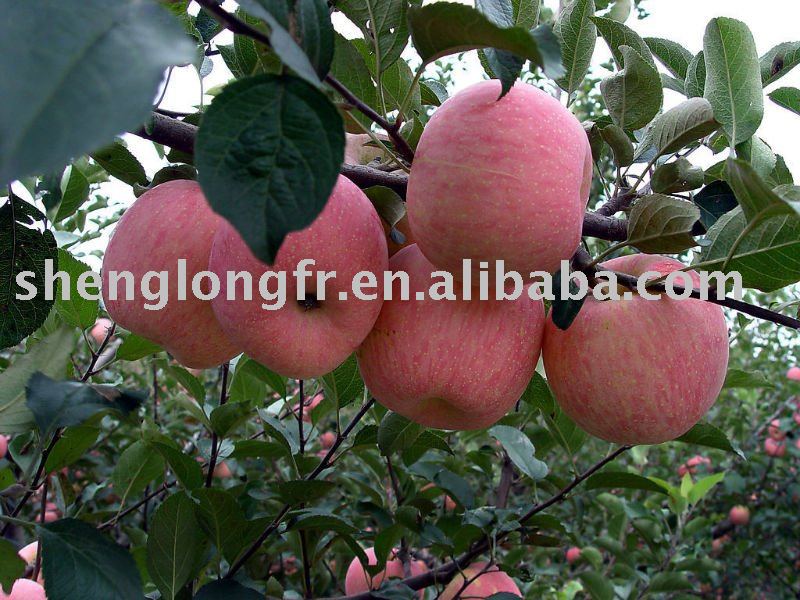 Seductive Red Fuji Apple from Shaanxi,China