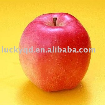 fresh chinese fuji apple