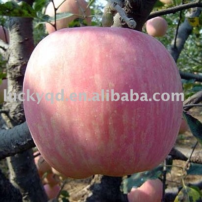 fuji apple 80 size