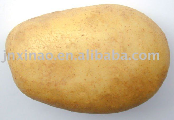 2010 Chinese COCO/white fresh shandong potato