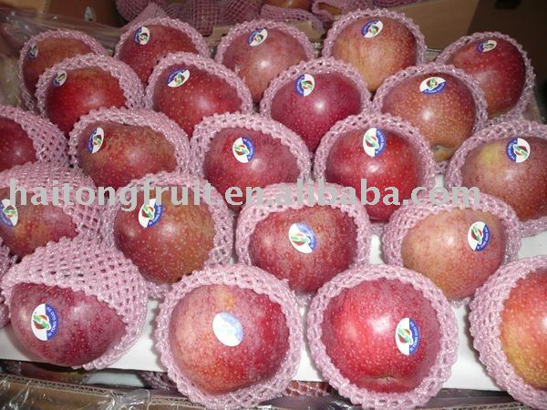 Beautiful apple