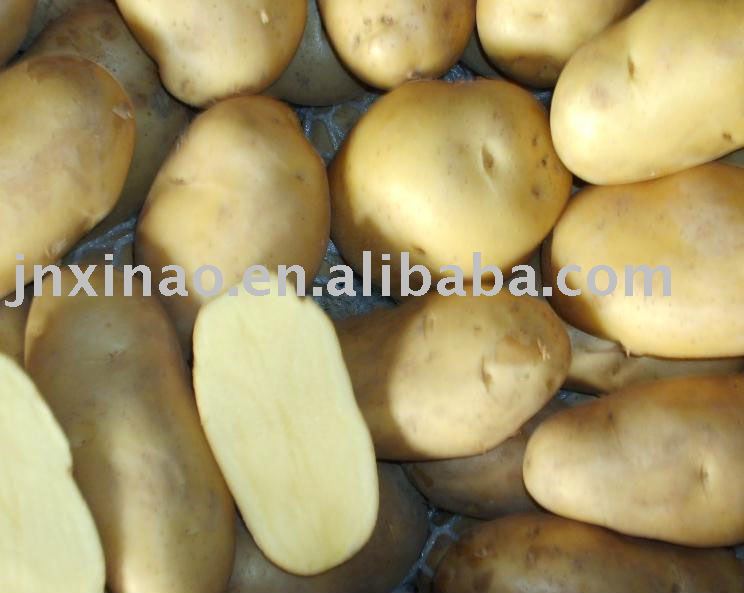 2010 Chinese COCO/white  fresh   shandong    potato 
