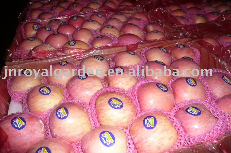 Red Fuji apple from Yantai China