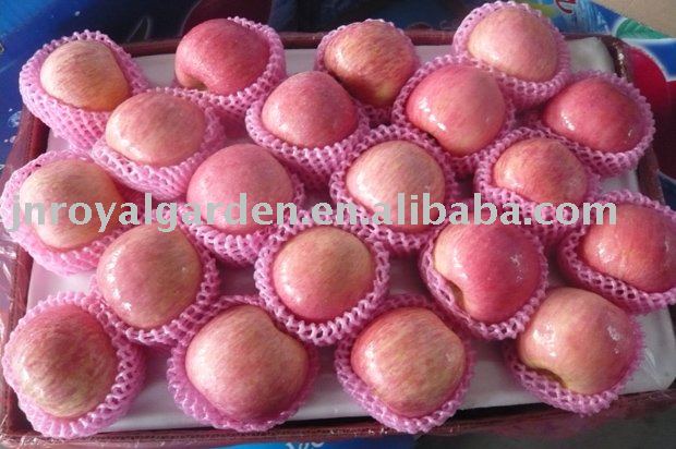New crop Fuji apple from Shandong