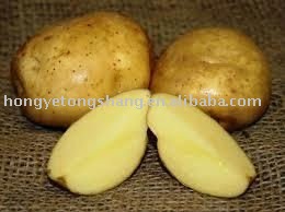  Farm   Fresh   Holland  Potato in China