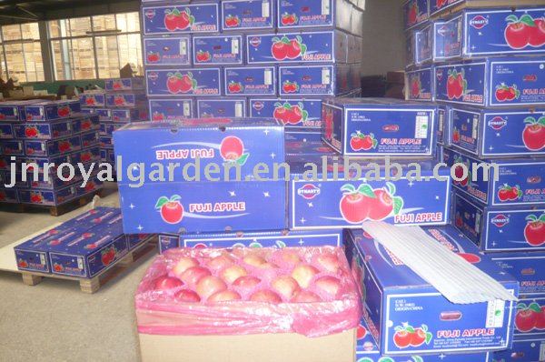 Red Fuji apple from Shandong China