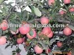 shaanxi fuji apple