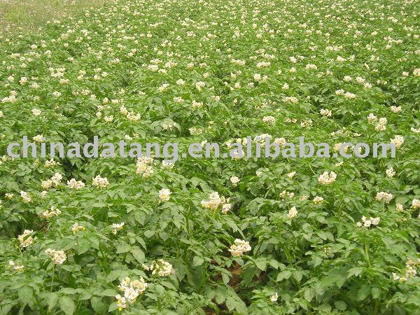 fresh potato hot sale THE LOWEST PRICE