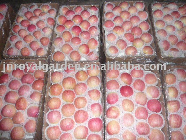 New crop Chinese Red Fuji apple