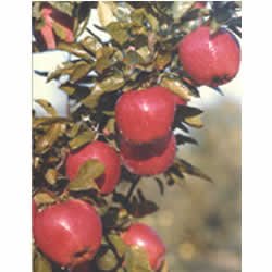 huaniu apple  red delicious apple