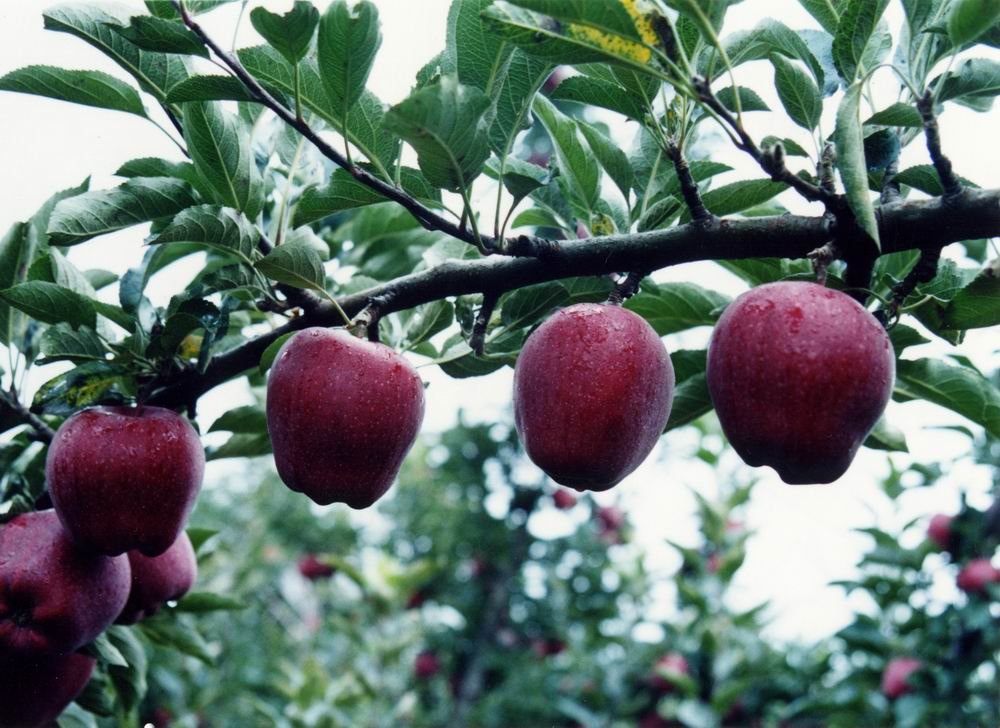 grade one huaniu apple  red delicious apple