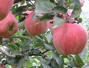 sell Chinese  fresh   Red   star  apple