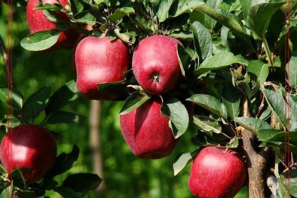 chinese fresh red delicious apple(hot),China shengyuan price supplier ...