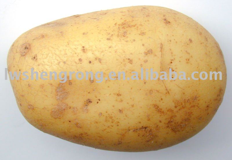 Fresh   Potato ,laiwu  potato , 100g   potato 