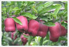 offer Fresh huaniu apple  red delicious apple