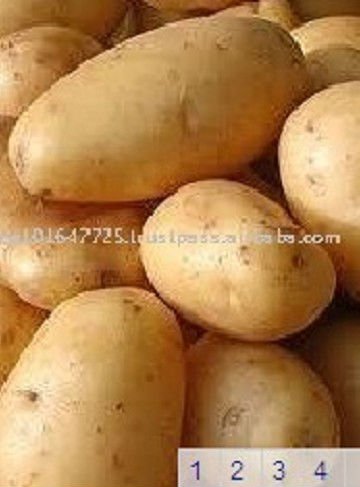 Egypt Potato Seed