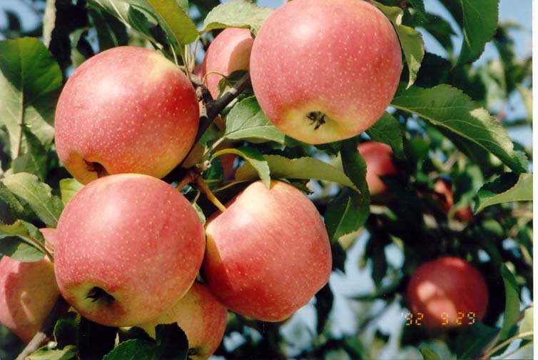 offer fresh Qinguan Apple(grade 1)