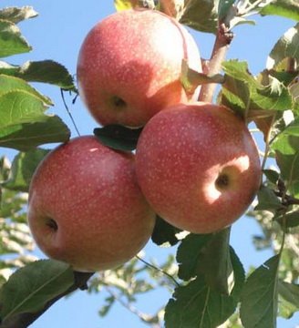 offer fresh Qinguan Apple