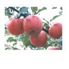fresh Qinguan Apple(grade 1)