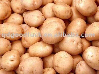 chinese fresh Atlantic potato