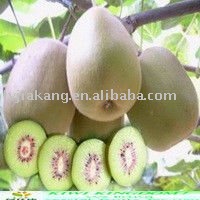 organic fresh red kiwi fruit