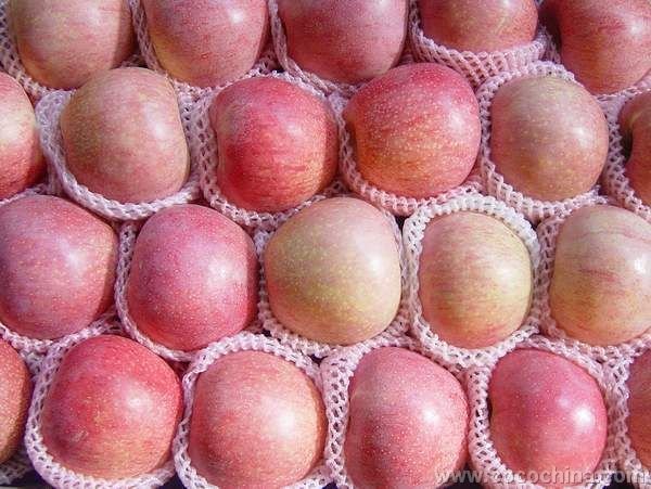 sell shaanxi grade one fresh Qinguan Apple