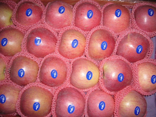 offer grade one fresh Qinguan Apple
