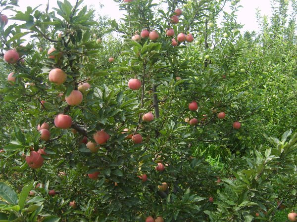fresh Qinguan Apple(hot)