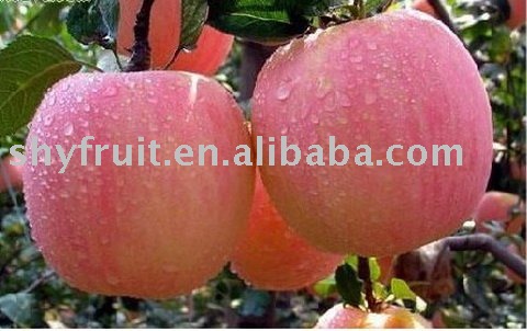 shaanxi Fu-ji apple(hot)!