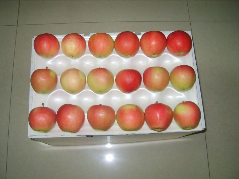 sell shaanxi fresh Red star apple(HOT)