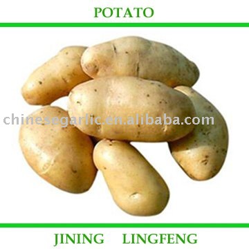 2010 New Fresh Potato - 100G AND UP