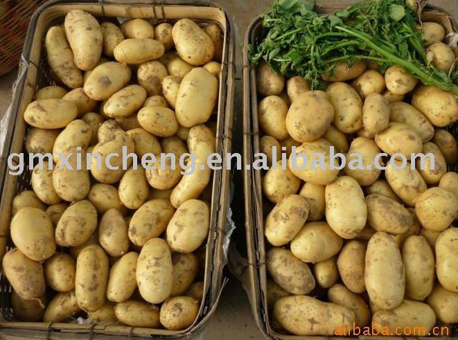 2010 New holland Potato