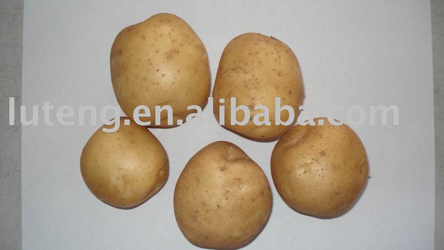  Atlantic  Potato